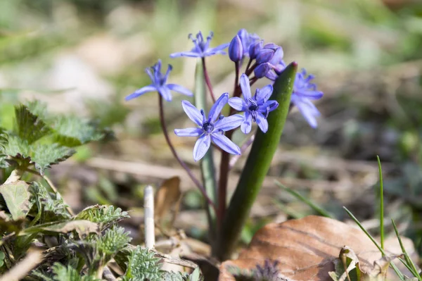 Scilla Bifolia Flores Azules Flor Flor Bulbosa Dos Hojas — Foto de Stock