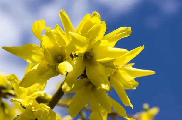 Buisson Printemps Forsythia Intermedia Fleurs — Photo