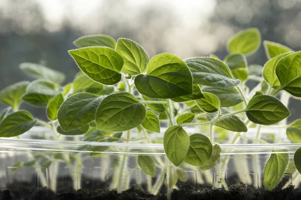 Seeded plants in transparent plastic pots on windowsill, Physalis peruviana small young plants