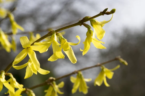 Arbusto Primavera Forsythia Intermedia Flor — Foto de Stock