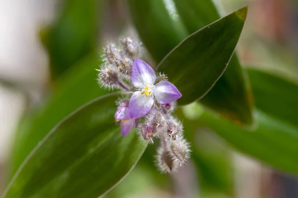 Tradescantia Spathacea Flores Tropicales Flor Planta Ornamental Con Flores Peludas — Foto de Stock