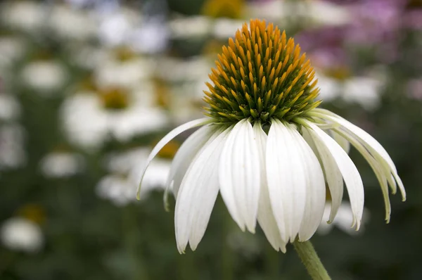 Echinacea Purpurea Violetter Sonnenhut Blüte Sonnenhut Feld — Stockfoto