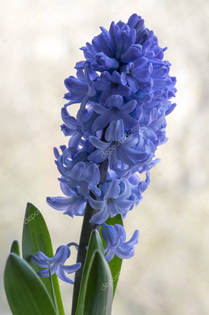 Blue Hyacinthus plants, bulbous spring flowers in bloom with buds and leaves