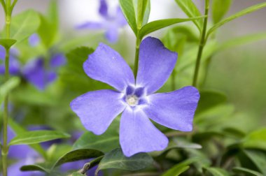 Inca L. - küçük küçük Cezayir menekşesi, cüce salyangozu, küçük Cezayir menekşesi, ortak deniz salyangozu, myrtle, sürünen myrtle