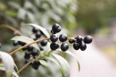 Ligustrum vulgare olgunlaştı siyah çilek meyve, çalı dalları yaprakları ile güneş ışığı altında sonbahar renkleri