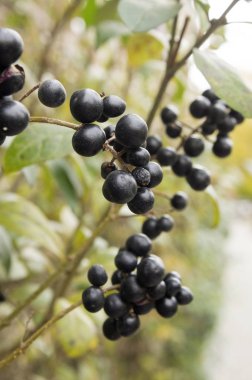 Ligustrum vulgare olgunlaştı siyah çilek meyve, çalı dalları yaprakları ile güneş ışığı altında sonbahar renkleri