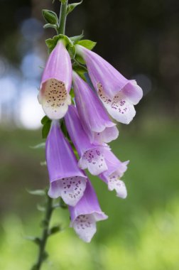 Digitalis purpurea Mor çiçekli otsu bitki, çiçek çiçeklenme ve bud yeşil zemin üzerine Grup