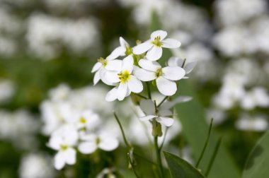Arabis caucasica süs bahçe beyaz çiçekler, dağ taş cress zemin örtüsü bitki çiçek