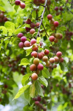 Prunus cerasifera cherry plum tree, myrobalan plum branches full of ripening fruits, green foliage clipart