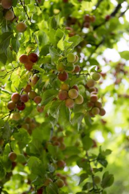 Prunus cerasifera kiraz erik ağacı, özgü Erik dalları meyve, yeşil yeşillik olgunlaşma tam