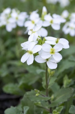Arabis caucasica süs bahçe beyaz çiçekler, dağ taş cress zemin örtüsü bitki çiçek