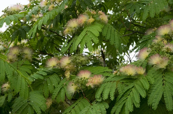 Albizia Julibrissin Seta Persiana Seta Rosa Fiore — Foto Stock