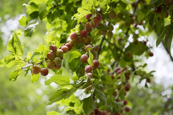 Prunus Μυρτιά Cherry Plum Δέντρο Δαμάσκηνο Είναι Υποκαταστήματα Πλήρους Ωρίμανσης — Φωτογραφία Αρχείου