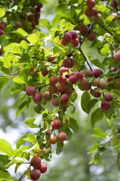 Prunus cerasifera cherry plum tree, myrobalan plum branches full of ripening fruits, green foliage