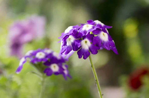 Eisenkraut Hinter Samira Violette Und Weiße Farbe Eisenkraut Der Blüte — Stockfoto