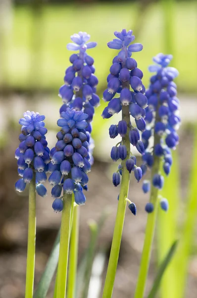 Muscari armeniacum süs bahar çiçek, çiçekli çiçekli bitkiler Bahçe, Grup mavi bitki