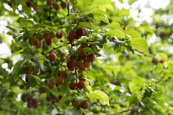 Prunus Cerasifera Cherry Plum Tree Myrobalan Plum Branches Full Ripening — Stock Photo, Image