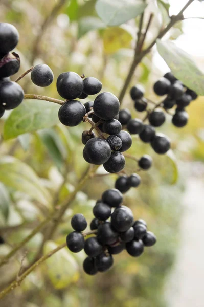 Ligustrum vulgare olgunlaştı siyah çilek meyve, çalı dalları yaprakları ile güneş ışığı altında sonbahar renkleri