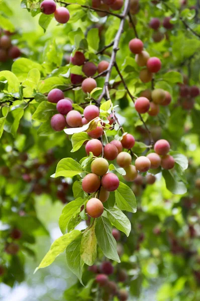 Prunus Cerasifera Cherry Plum Tree Myrobalan Plum Branches Full Ripening — Stock Photo, Image