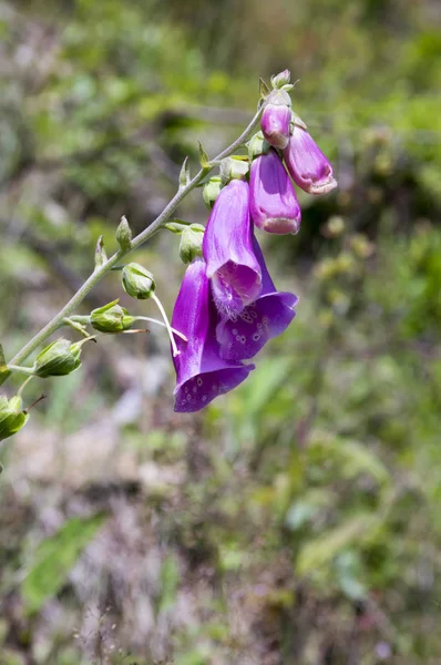 Digitalis Purpurea Flowering Purple Herbaceous Plant Group Flowers Bloom Bud — Stock Photo, Image