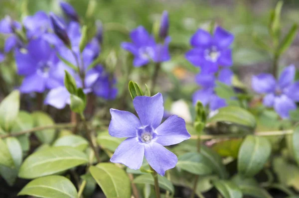 Inca Mindre Lesser Periwinkle Dvärg Periwinkle Liten Snäcka Gemensamma Periwinkle — Stockfoto