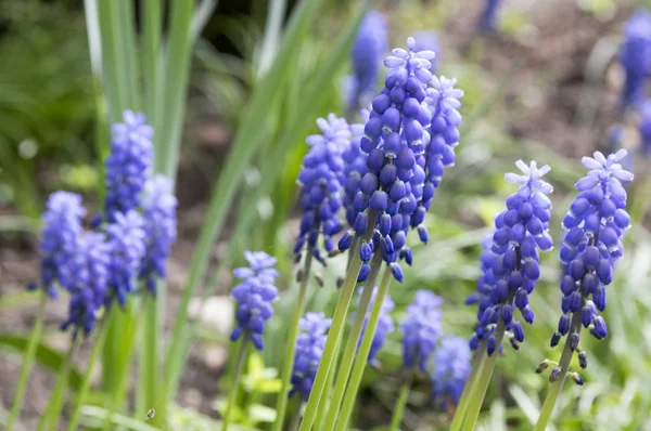 Muscari armeniacum süs bahar çiçek, çiçekli çiçekli bitkiler Bahçe, Grup mavi bitki