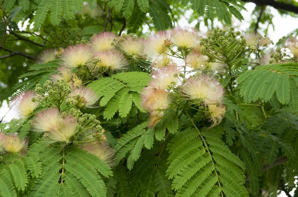 Albizia Julibrissin Árbol Seda Persa Árbol Seda Rosa Flor — Foto de Stock