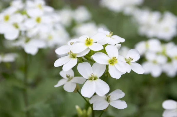 アラビス Caucasica 装飾用庭白い花 咲いて山岩クレス グランド カバー植物 — ストック写真