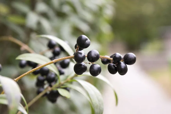 Ligustrum vulgare ripened black berries fruits, shrub branches with leaves, autumn colors in sunlight — Stock Image Ligustrum Vulgare Ripened Black Berries Fruits Shrub Branches Leaves Autumn Royalty Free Stock Images