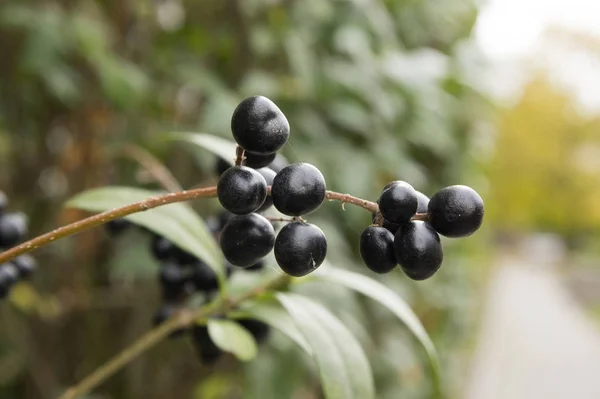 Ligustrum vulgare ripened black berries fruits, shrub branches with leaves, autumn colors in sunlight — Stock Image Ligustrum Vulgare Ripened Black Berries Fruits Shrub Branches Leaves Autumn Stock Photo