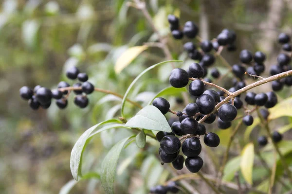 Ligustrum vulgare ripened black berries fruits, shrub branches with leaves, autumn colors in sunlight — Stock Image Ligustrum Vulgare Ripened Black Berries Fruits Shrub Branches Leaves Autumn Stock Photo
