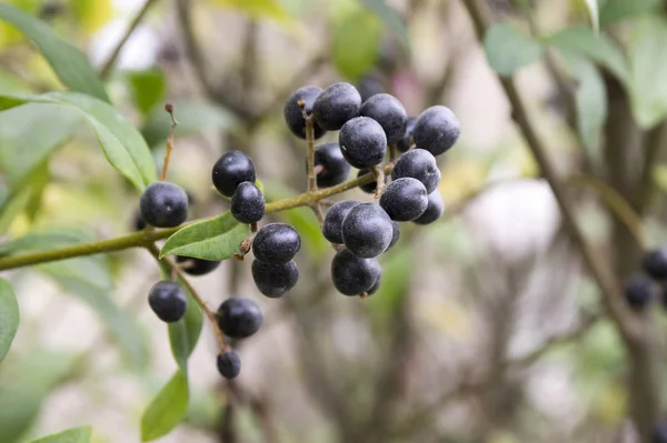 Ligustrum vulgare ripened black berries fruits, shrub branches with leaves, autumn colors in sunlight — Stock Image Ligustrum Vulgare Ripened Black Berries Fruits Shrub Branches Leaves Autumn Stock Picture