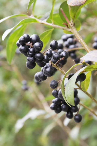 Ligustrum vulgare ripened black berries fruits, shrub branches with leaves, autumn colors in sunlight — Stock Image Ligustrum Vulgare Ripened Black Berries Fruits Shrub Branches Leaves Autumn Stock Image