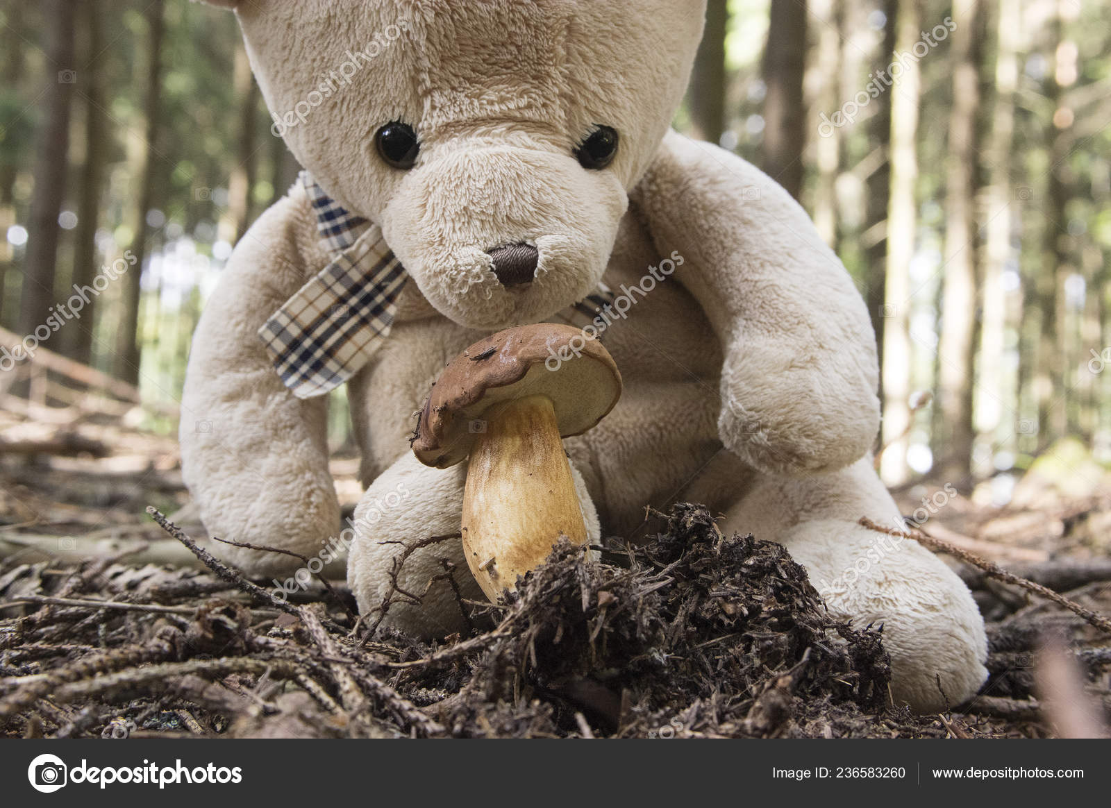 mushroom teddy