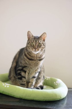 Zeki sert ve ciddi ifade, göz teması, kireç gözlü, kedi yatakta rahatlatıcı tomcat göz teması