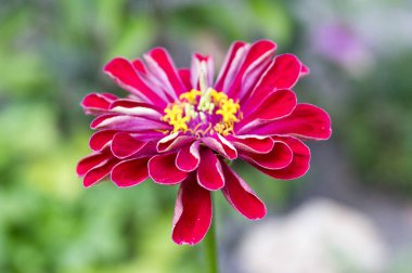 Zinnia elegans, gençlik ve yaş, ortak zinnia, zarif zinnia bloom, mor kırmızı renk, sarı merkezi