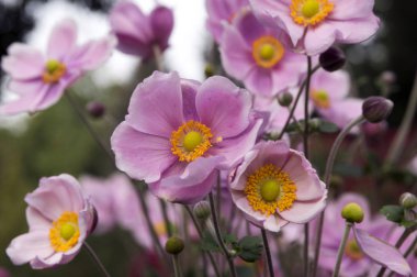 Anemon hupehensis japonica renkli çiçekler, Çin anemone, Japon anemone, lale, çiçek windflower