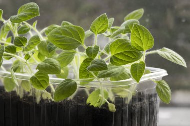 Pencere, Physalis peruviana küçük genç bitkiler üzerinde şeffaf plastik tencere önceden ekili bitkiler