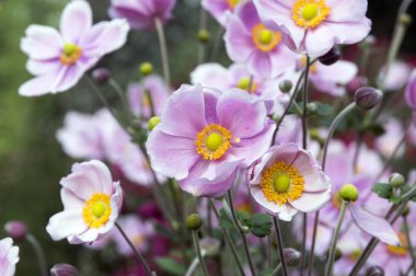 Anemon hupehensis japonica renkli çiçekler, Çin anemone, Japon anemone, lale, çiçek windflower