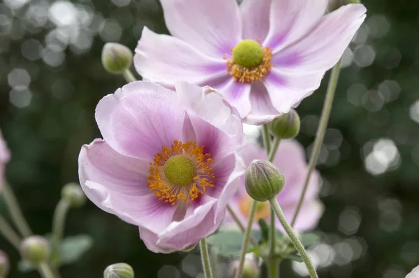 Anemone Hupehensis Japonica ดอกไม Anemone Anemone Thimbleweed ดอกไม ลมในดอกไม — ภาพถ่ายสต็อก