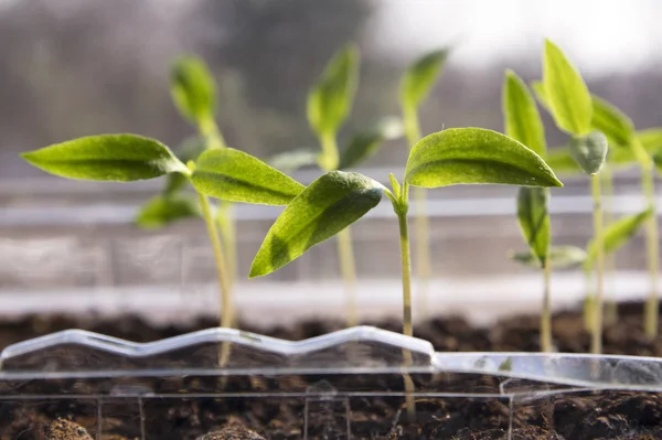 Agriculture Growing Plants Peppers Seeding — Stock Photo, Image