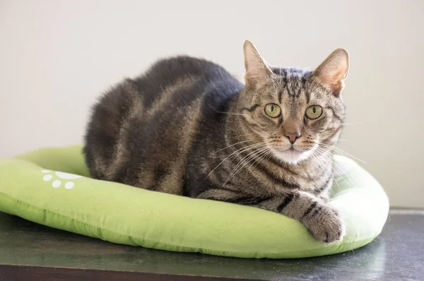 Relaxing tomcat in cat bed with clever stern and serious expression, eye contact, lime eyes, eye contact