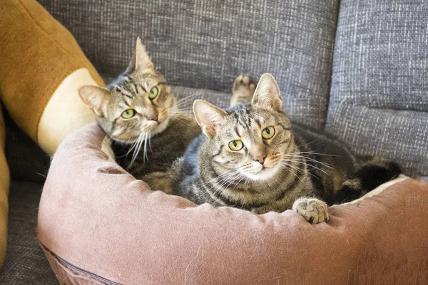 Twee Grappige Mannelijke Marmeren Tomcats Zoek Uit Kat Bed Met — Stockfoto