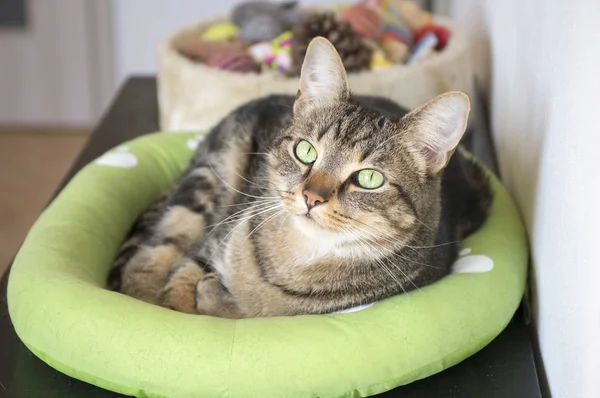 Relaxing tomcat in cat bed with clever stern and serious expression, eye contact, lime eyes, eye contact