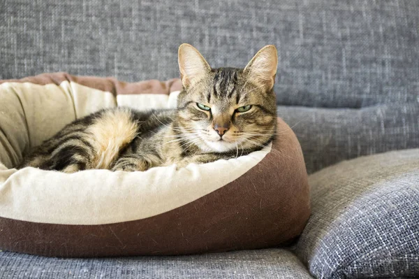 영리한 선미와 심각한 표정으로 대리석 고양이 — 스톡 사진