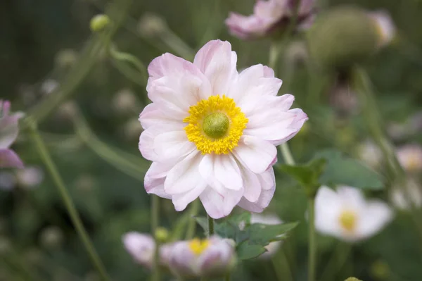 Anemone Hupehensis Japonica Bunte Blumen Chinesische Anemone Japanische Anemone Fingerhut — Stockfoto