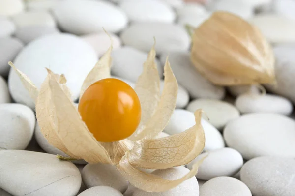 Physalis Peruviana Kapstachelbeere Inka Beere Azteken Beere Goldbeere Riesenkirsche Afrikanische — Stockfoto