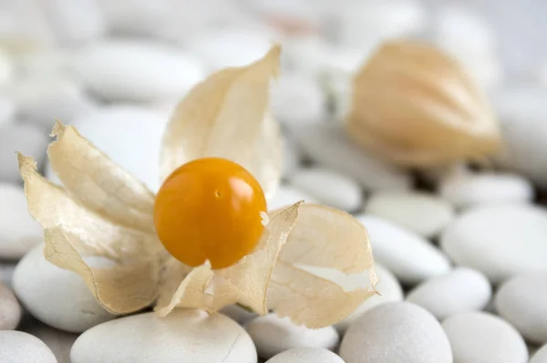 Physalis Peruviana Kapstachelbeere Inka Beere Azteken Beere Goldbeere Riesenkirsche Afrikanische — Stockfoto