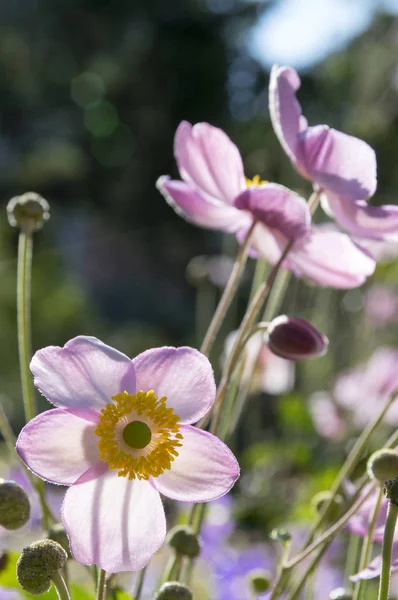 Anemone Hupehensis Japonica Colorful Flowers Chinese Anemone Japanese Anemone Thimbleweed — Stock Photo, Image