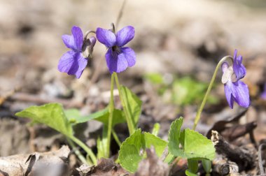 Viola odorata - ahşap çiçek menekşe
